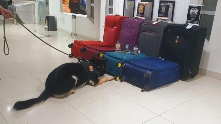 cao farejador em ação