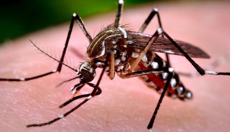 dengue